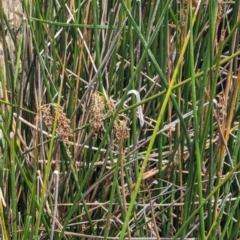 Machaerina articulata at Watson Green Space - 26 Jan 2024