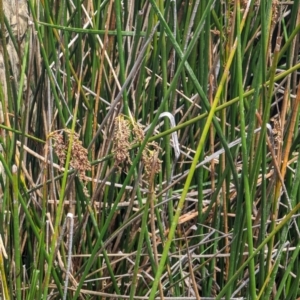 Machaerina articulata at Watson Green Space - 26 Jan 2024