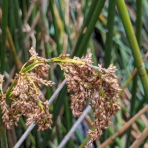 Machaerina articulata at Watson Green Space - 26 Jan 2024