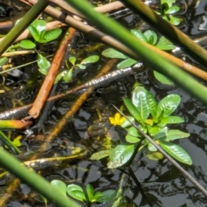 Ludwigia peploides subsp. montevidensis at Watson Green Space - 26 Jan 2024