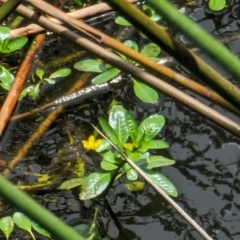 Ludwigia peploides subsp. montevidensis at Watson Green Space - 26 Jan 2024 01:04 PM