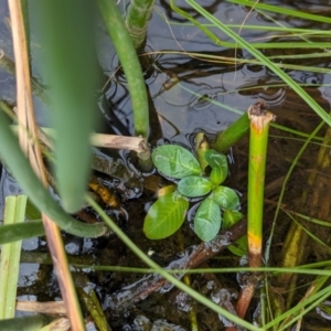 Ludwigia peploides subsp. montevidensis at Watson Green Space - 26 Jan 2024 01:04 PM