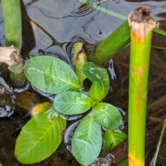 Ludwigia peploides subsp. montevidensis at Watson Green Space - 26 Jan 2024