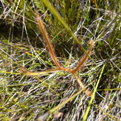 Drosera binata (Forked Sundew) at Boolijah, NSW - 18 Jan 2024 by RobG1