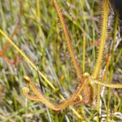 Drosera binata at Boolijah, NSW - 18 Jan 2024