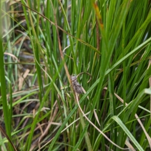 Anisoptera (suborder) at Watson, ACT - 26 Jan 2024