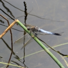 Orthetrum caledonicum (Blue Skimmer) at Watson, ACT - 26 Jan 2024 by AniseStar