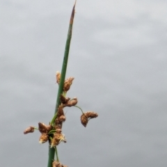 Schoenoplectus tabernaemontani (River Club-rush) at Watson, ACT - 26 Jan 2024 by AniseStar