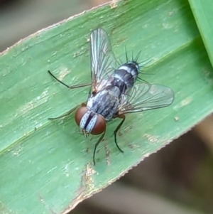 Cuphocera sp. (genus) at Watson, ACT - 26 Jan 2024