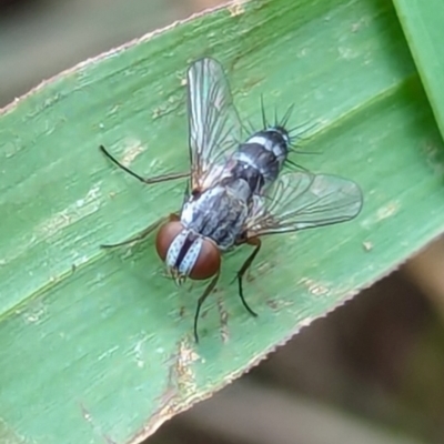 Unidentified Bristle Fly (Tachinidae) at Watson, ACT - 26 Jan 2024 by AniseStar