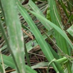 Cuphocera sp. (genus) at Watson, ACT - 26 Jan 2024