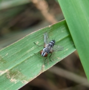 Cuphocera sp. (genus) at Watson, ACT - 26 Jan 2024