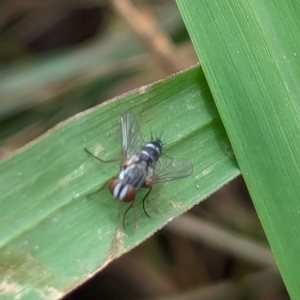 Cuphocera sp. (genus) at Watson, ACT - 26 Jan 2024