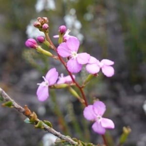 Stylidium lineare at Boolijah, NSW - 18 Jan 2024