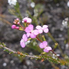 Stylidium lineare at Boolijah, NSW - 18 Jan 2024