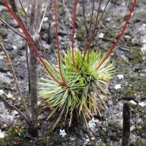 Stylidium lineare at Boolijah, NSW - 18 Jan 2024