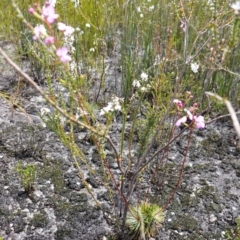 Stylidium lineare at Boolijah, NSW - 18 Jan 2024