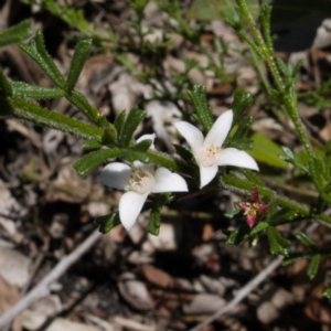 Boronia anemonifolia subsp. anemonifolia at Boolijah, NSW - suppressed