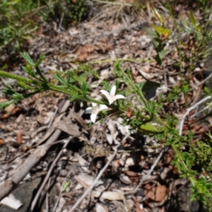 Boronia anemonifolia subsp. anemonifolia at Boolijah, NSW - suppressed