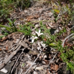 Boronia anemonifolia subsp. anemonifolia at Boolijah, NSW - 18 Jan 2024