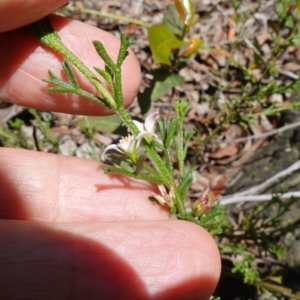 Boronia anemonifolia subsp. anemonifolia at Boolijah, NSW - suppressed