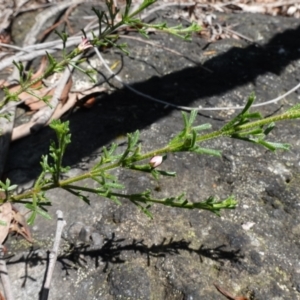 Boronia anemonifolia subsp. anemonifolia at Boolijah, NSW - suppressed