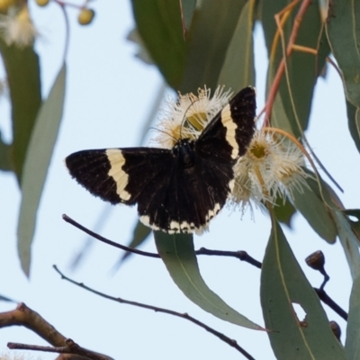 Eutrichopidia latinus (Yellow-banded Day-moth) at Richardson, ACT - 23 Jan 2024 by RomanSoroka