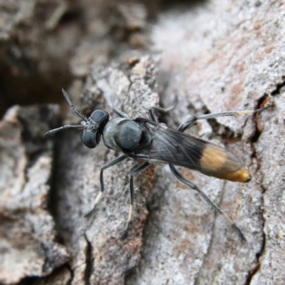 Agapophytus sp. (genus) (Unidentified Agapophytus stiletto fly) at Higgins Woodland - 26 Jan 2024 by Trevor