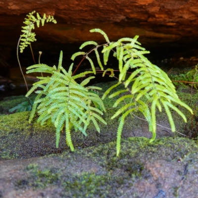 Gleichenia rupestris (Scrambling Coral Fern) at Boolijah, NSW - 18 Jan 2024 by RobG1