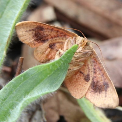 Aglaopus pyrrhata (Leaf Moth) at Higgins Woodland - 26 Jan 2024 by MichaelWenke