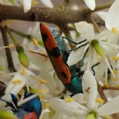 Castiarina scalaris (Scalaris jewel beetle) at Cook, ACT - 25 Jan 2024 by CathB