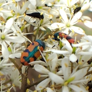 Castiarina scalaris at Aranda Bushland - 26 Jan 2024