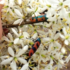 Castiarina scalaris at Aranda Bushland - 26 Jan 2024 08:24 AM