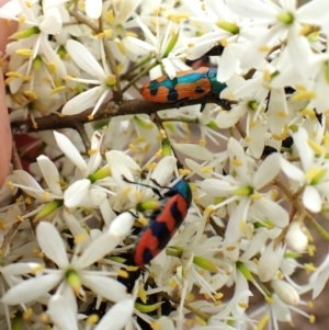 Castiarina scalaris at Aranda Bushland - 26 Jan 2024 08:24 AM