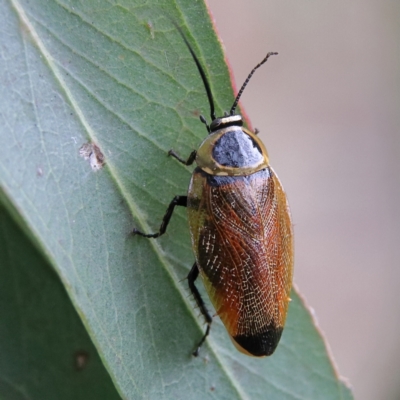 Ellipsidion australe (Austral Ellipsidion cockroach) at Higgins Woodland - 26 Jan 2024 by MichaelWenke