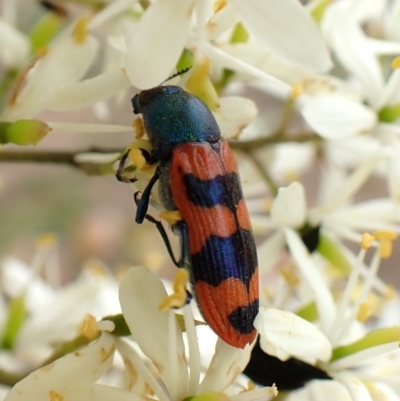 Castiarina crenata (Jewel beetle) at Aranda Bushland - 26 Jan 2024 by CathB