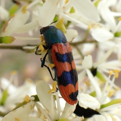 Castiarina crenata (Jewel beetle) at Aranda Bushland - 25 Jan 2024 by CathB