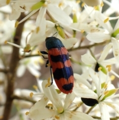 Castiarina crenata at Aranda Bushland - 26 Jan 2024 08:42 AM