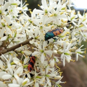 Castiarina crenata at Aranda Bushland - 26 Jan 2024 08:42 AM