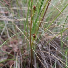 Speculantha rubescens (Blushing Tiny Greenhood) at Aranda, ACT - 25 Jan 2024 by CathB