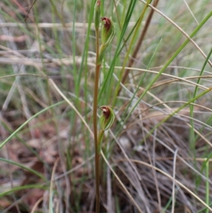 Speculantha rubescens at Aranda Bushland - 26 Jan 2024