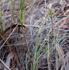 Corunastylis clivicola at Mount Painter - suppressed