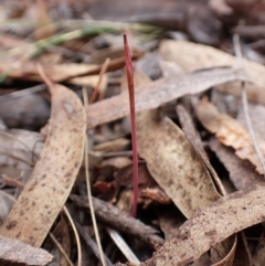 Corunastylis clivicola at Mount Painter - suppressed