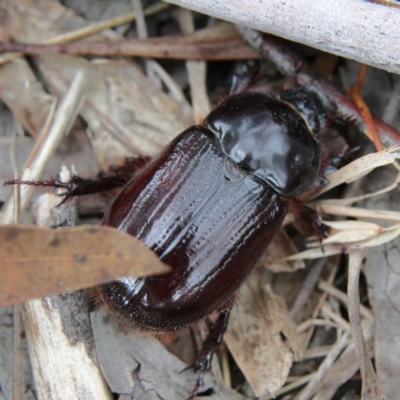 Dasygnathus sp. (Rhinoceros beetle) at Higgins Woodland - 26 Jan 2024 by Trevor