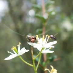 Nemophora sparsella (An Adelid Moth) at Cook, ACT - 25 Jan 2024 by CathB