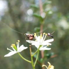 Nemophora sparsella (An Adelid Moth) at Aranda Bushland - 25 Jan 2024 by CathB