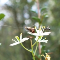 Nemophora sparsella at Aranda Bushland - 26 Jan 2024