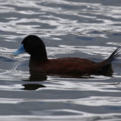 Oxyura australis (Blue-billed Duck) at Upper Stranger Pond - 26 Jan 2024 by RodDeb