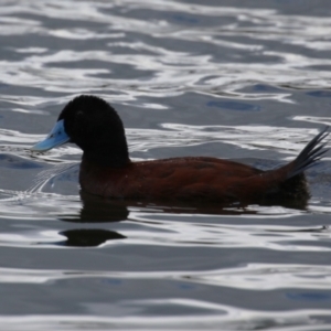 Oxyura australis at Upper Stranger Pond - 26 Jan 2024 10:44 AM