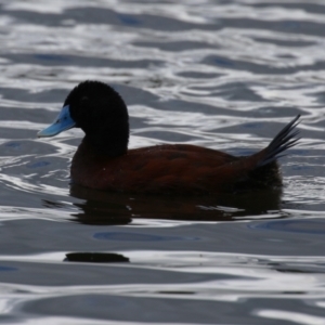 Oxyura australis at Upper Stranger Pond - 26 Jan 2024 10:44 AM